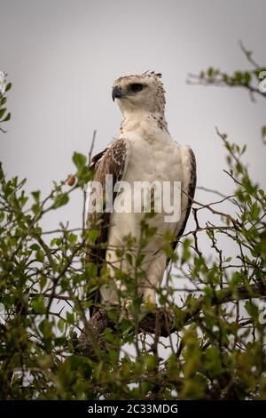 Juvenile African crowned eagle perched on branch Stock Photo