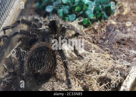 Big spider tarantula brachypelma albopilosum in all its glory Stock Photo