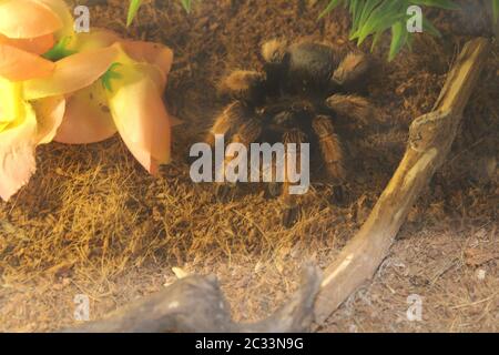 Big spider tarantula brachypelma albopilosum in all its glory Stock Photo