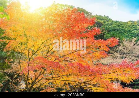 Tokyo Metropolitan Park KyuFurukawa japanese garden's forest of maples and pines trees in autumn. Stock Photo