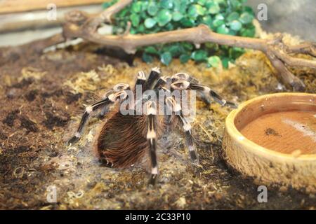 Big spider tarantula brachypelma albopilosum in all its glory Stock Photo