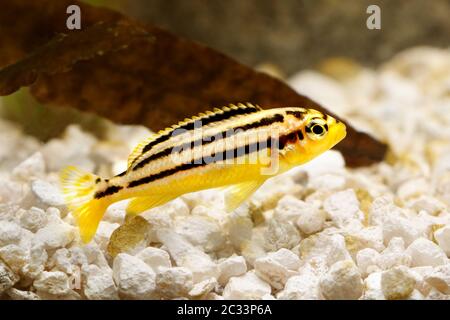Auratus cichlid Melanochromis auratus golden mbuna aquarium fish Stock Photo