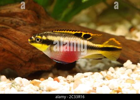 Female Pelvicachromis pulcher kribensis cichlid Aquarium fish isolated on white Stock Photo