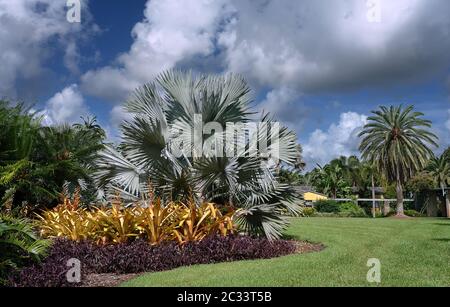 Tropical botanic garden Stock Photo