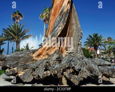 A very old and huge deadwood trunk of a eucalyptus tree. It is without bark, twice twisted trunk and enormous root beginnings. As a symbol in the city Stock Photo