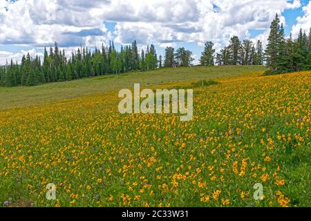 Summer Wildflowers in a Mountain Meadow in Cedar Breaks National Monument in Utah Stock Photo