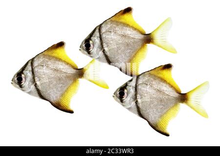swarm of silver moonfish Monodactylus argenteus Aquarium fish Malayan angel isolated Stock Photo