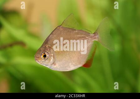 Silver dollar genus metynnis schooling aquarium fish Stock Photo