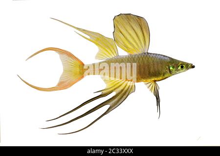 Threadfin rainbowfish Iriatherina werneri featherfin rainbowfish tropical aquarium fish Stock Photo