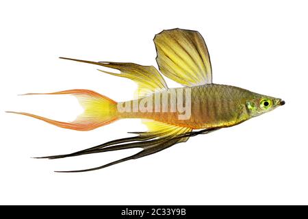 Threadfin rainbowfish Iriatherina werneri featherfin rainbowfish tropical aquarium fish Stock Photo