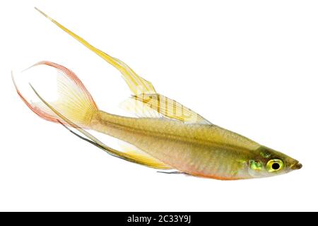 Threadfin rainbowfish Iriatherina werneri featherfin rainbowfish tropical aquarium fish Stock Photo