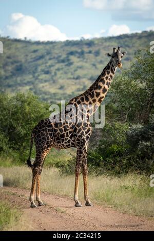 Masai giraffe stands on track eyeing camera Stock Photo