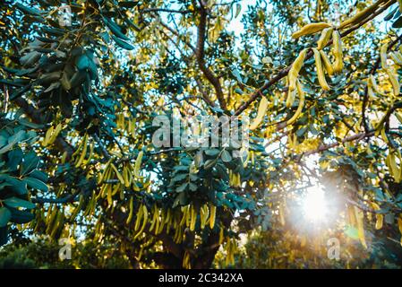 Carob tree loaded with many fruits used by vegans to substitute for chocolate. Stock Photo