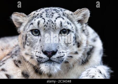 snow leopard, Irbis Uncia uncia Stock Photo