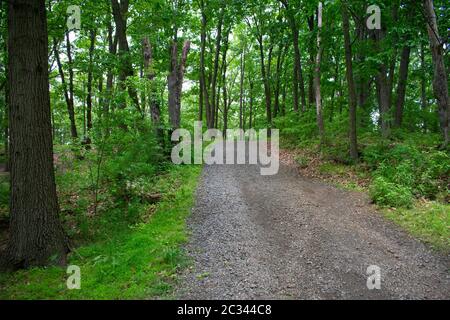 Nature trail at Cheesequake State Park in New Jersey, USA, on a sunny spring day -07 Stock Photo