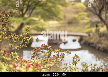 japanese stone bridge and flowers bokeh on the pond of Rikugien Park in Bunkyo district, north of To Stock Photo