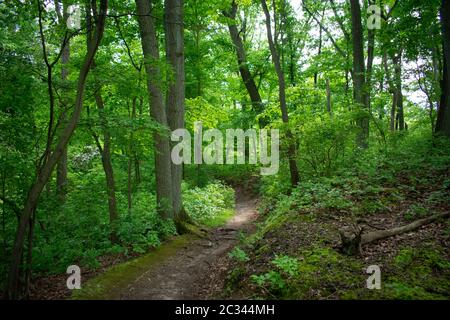 Nature trail at Cheesequake State Park in New Jersey, USA, on a sunny spring day -09 Stock Photo