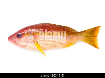 Whole Red Snapper Isolated On White Stock Photo