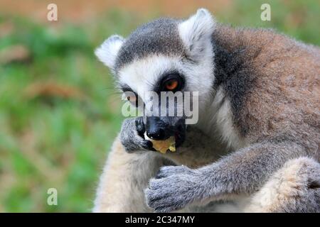 Portrait of a catta lemur close-up Stock Photo