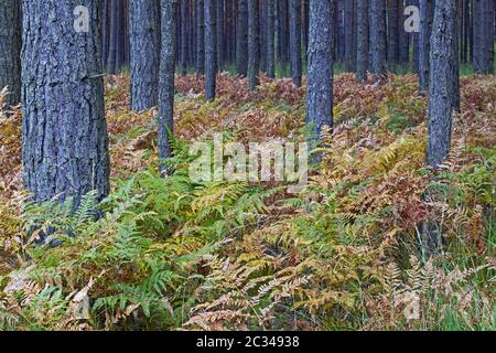 Pine forest in fall with Bracken Fern / Upper Lusatia - Saxony Stock Photo