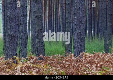 Pine forest in Upper Lusatia in Saxony Stock Photo