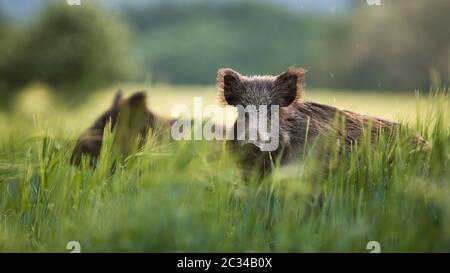 Wild boars feeding on green grain field in summer. Wild pig hiding in agricultural country copy space. Vertebrate grazing in summertime with blurred b Stock Photo