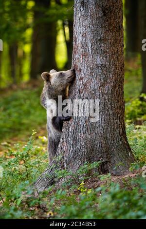 Funny brown bear, ursus arctos, hiding behind a big tree in forest in springtime. Vertical composition of a curious wild mammal with fur climbing with Stock Photo