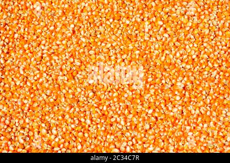 Close up group of  dried corn seed,yellow corn seed  background. Stock Photo