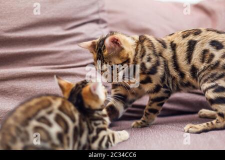 Two cute bengal kittens playing and fighting on the couch. Stock Photo