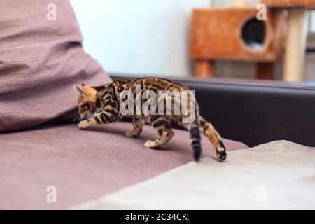 Cute bengal kitten playing on the couch. Stock Photo