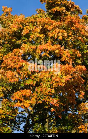 multicolored autumn trees under sunlight on sunny days still warm autumn Stock Photo