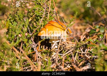 dangerous to humans wild poisonous mushrooms that grow in the forest, close-up on the wild Stock Photo