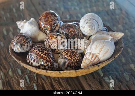 Sea shells decoration in bowl Stock Photo - Alamy