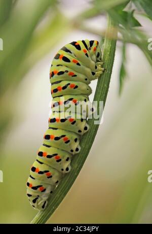 Macro caterpillar of the swallowtail Papilio machaon on Wild Carrot Daucus carota Stock Photo