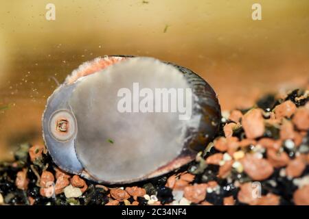 the Macro of an anthracite limpet Neritina pulligera in the aquarium Stock Photo