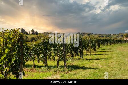 Vineyard of the Jurancon wine in the French Pyrenees, Pau city Stock Photo