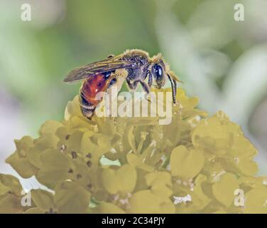 Large scabious mining-bee  'Andrena hattorfiana' Stock Photo