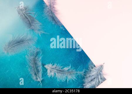 Beautiful blue feather on pinc-blue background. Top views with clear space Stock Photo