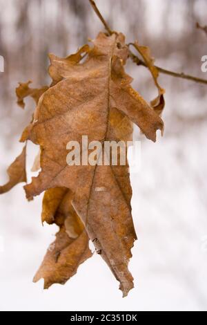 Dead leaf on a branch Stock Photo