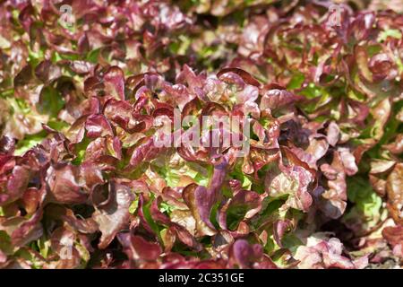 Field of Red and Green Frisee lettuce growing in rows Stock Photo