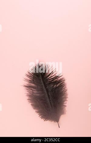Beautiful black feather on pinc background. Top views with clear space Stock Photo