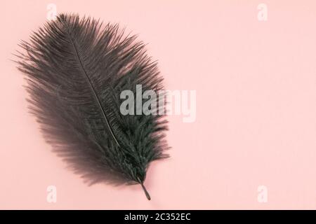 Beautiful black feather on pinc background. Top views with clear space Stock Photo