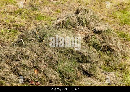 the field on which the grass grows, the activity of obtaining food for animals on the farm Stock Photo