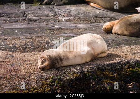 Baby sea lion sleeping on a rock Stock Photo
