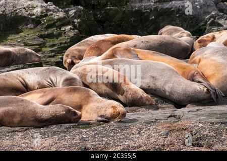 Sea lion group relaxing Stock Photo
