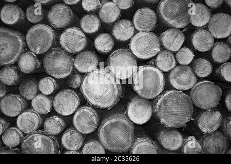 Cutted wood in monochrome Stock Photo