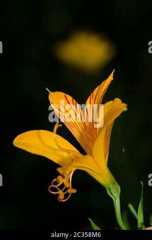Flower of Peruvian lily Alstroemeria aurea . Conguillio National Park. Araucania Region. Chile.