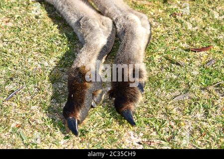 A close up of a kangaroo's feet Stock Photo