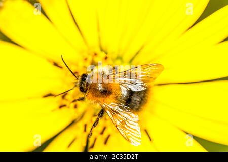 buff-tailed bumblebee on compass flower Stock Photo - Alamy