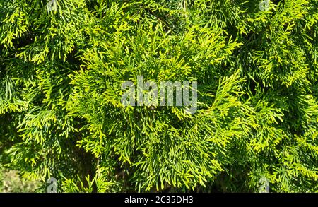 Thuja occidentalis. green thuja tree branches close up. selective focus. Stock Photo